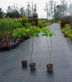 Catalpa, árbol trompeta, Catalpa bignonioides
