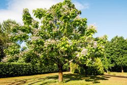 Catalpa, árbol trompeta, Catalpa bignonioides