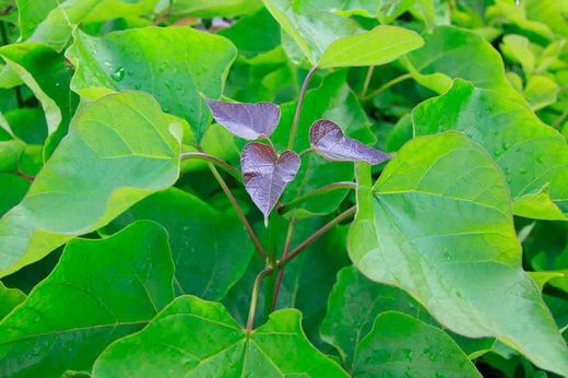 Catalpa, árbol trompeta, Catalpa bignonioides