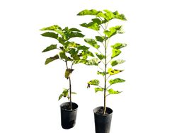 Catalpa, árbol trompeta, Catalpa bignonioides