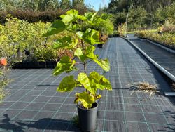 Catalpa, árbol trompeta, Catalpa bignonioides