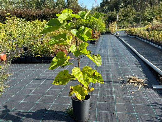 Catalpa, árbol trompeta, Catalpa bignonioides