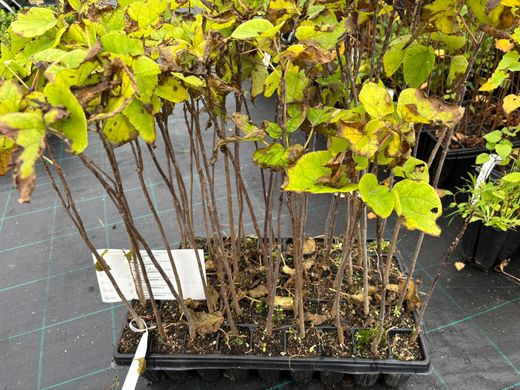 Catalpa, árbol trompeta, Catalpa bignonioides