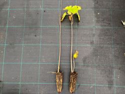 Catalpa, árbol trompeta, Catalpa bignonioides