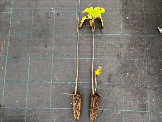 Catalpa, árbol trompeta, Catalpa bignonioides