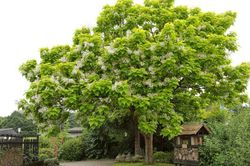 Catalpa bignonioides de 120 cm