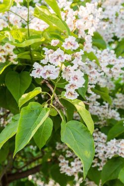 Catalpa bignonioides de 120 cm