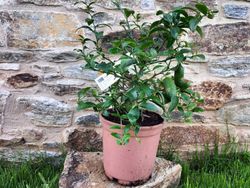 Caviar cítrico verde en maceta. Microcitrus Australasica