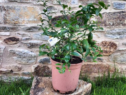 Caviar cítrico verde en maceta. Microcitrus Australasica