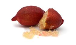 Caviar cítrico rojo en maceta. Microcitrus Australasica