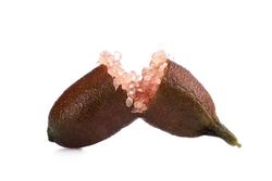 Caviar cítrico rosa em vaso, Microcitrus australasica