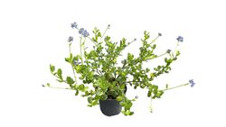 Ceanothus impressus "Victoria" - Ceanoto o Lila de California