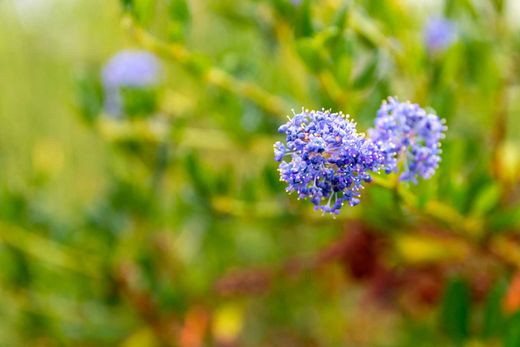 Ceanothus impressus "Victoria" - Ceanoto o Lila de California