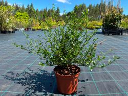 Ceanothus impressus "Victoria" - Ceanoto o Lila de California