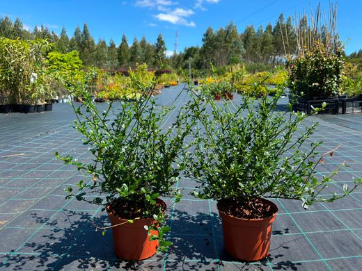 Ceanothus impressus "Victoria" - Ceanoto o Lila de California