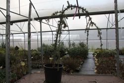 Cèdre pleureur bleu de l'Atlas, Cedrus atlantica glauca pendula