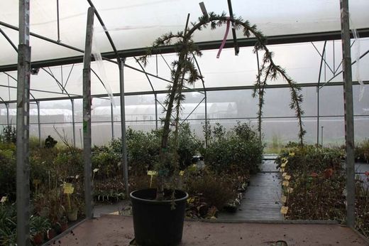 Cèdre pleureur bleu de l'Atlas, Cedrus atlantica glauca pendula