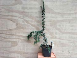 Cèdre pleureur bleu de l'Atlas, Cedrus atlantica glauca pendula