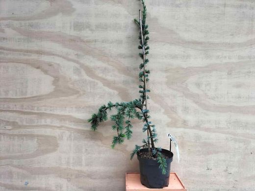 Cèdre pleureur bleu de l'Atlas, Cedrus atlantica glauca pendula