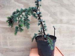 Cèdre pleureur bleu de l'Atlas, Cedrus atlantica glauca pendula