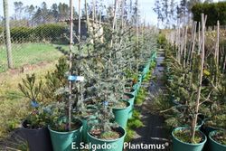 Cèdre bleu, Cèdre bleu de l'Atlas, Cedrus atlantica glauca