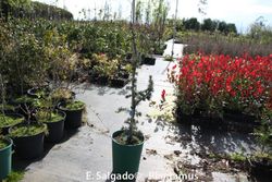 Cèdre bleu, Cèdre bleu de l'Atlas, Cedrus atlantica glauca