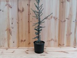 Cedro azulado, Cedrus atlantica Glauca