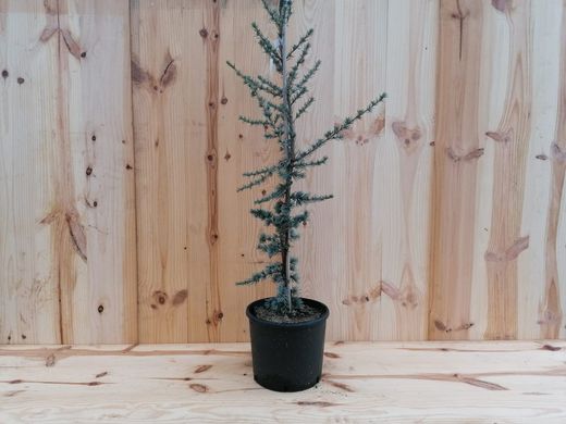 Cedro azulado, Cedrus atlantica Glauca