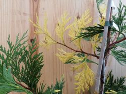 Cedro de incenso variado, Calocedrus decurrens 'Aurovariegata'