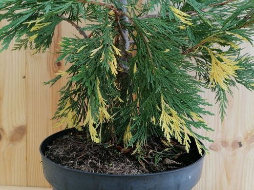 Cedro de incenso variado, Calocedrus decurrens 'Aurovariegata'