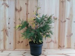 Cedro de incenso variado, Calocedrus decurrens 'Aurovariegata'