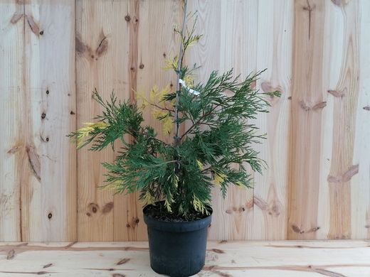 Cedro de incenso variado, Calocedrus decurrens 'Aurovariegata'