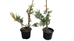 Cedro de incenso variado, Calocedrus decurrens 'Aurovariegata'