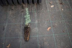 Cèdre de l'Atlas, Cedrus atlantica