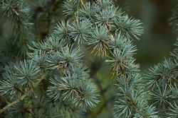 Cedro del atlas, Cedrus atlantica