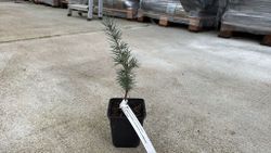 Cedro del atlas, Cedrus atlantica