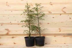 Cèdre de l'Atlas, Cedrus atlantica