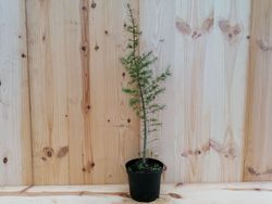 Cèdre de l'Atlas, Cedrus atlantica