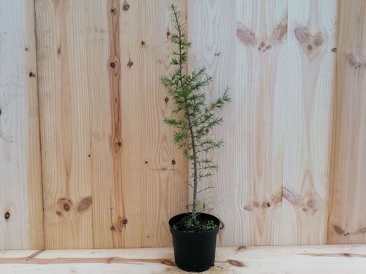 Cèdre de l'Atlas, Cedrus atlantica