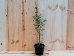 Cedro del Atlas, pino de Marruecos. Cedrus atlantica