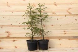 Cedro del Atlas, pino de Marruecos. Cedrus atlantica