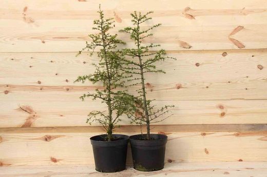 Cedro del Atlas, pino de Marruecos. Cedrus atlantica