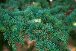 Cedro del Atlas, pino de Marruecos. Cedrus atlantica