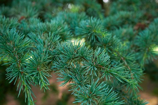 Cedro del Atlas, pino de Marruecos. Cedrus atlantica