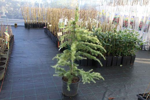 Cedro do Himalaia Aurea, cedro chorando - Cedrus deodara "Aurea"