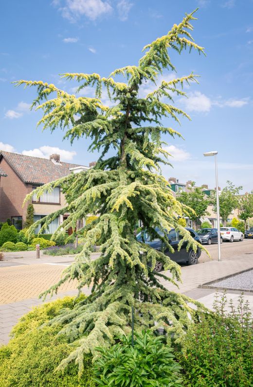 Cedro do Himalaia Aurea, cedro chorando - Cedrus deodara "Aurea"