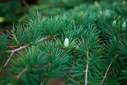 Cedro do Himalaia, cedro chorão, Cedrus deodara