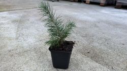 Cedro do Himalaia, cedro chorão, Cedrus deodara