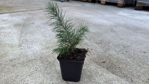 Cedro do Himalaia, cedro chorão, Cedrus deodara