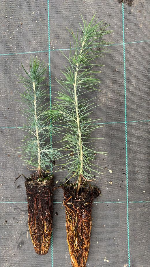 Cedro do Himalaia, cedro chorão, Cedrus deodara